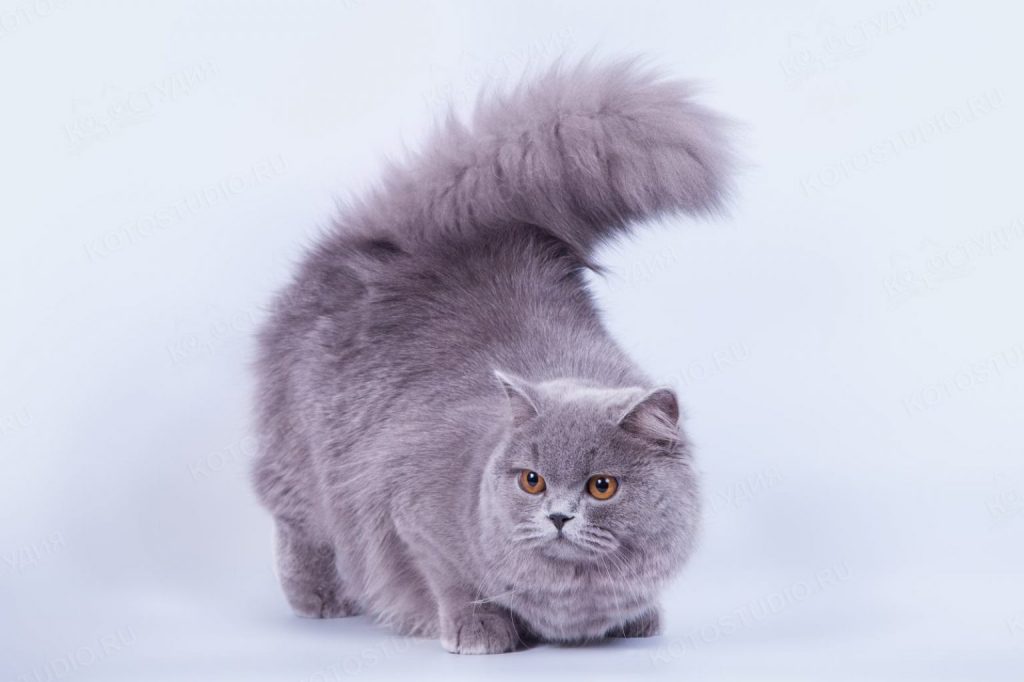 Голубая британская кошка длинношерстная