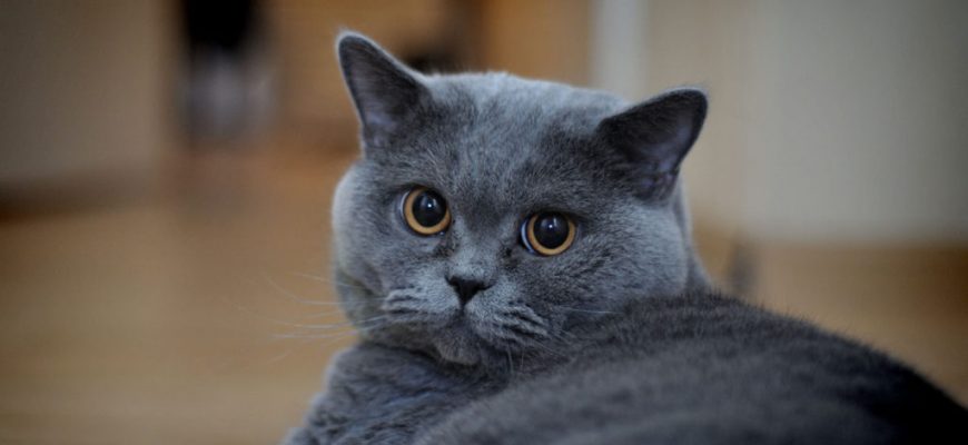 Голубая британская кошка короткошерстная