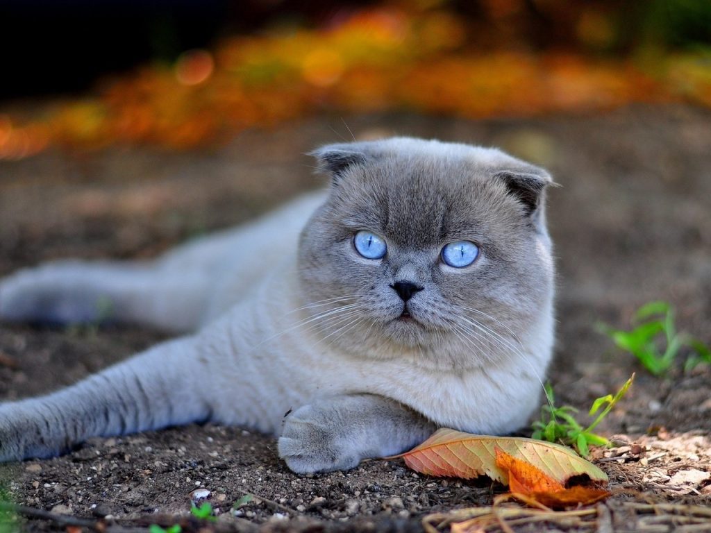 Голубая британская кошка с голубыми глазами