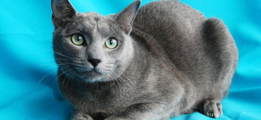 Голубая сибирская кошка
