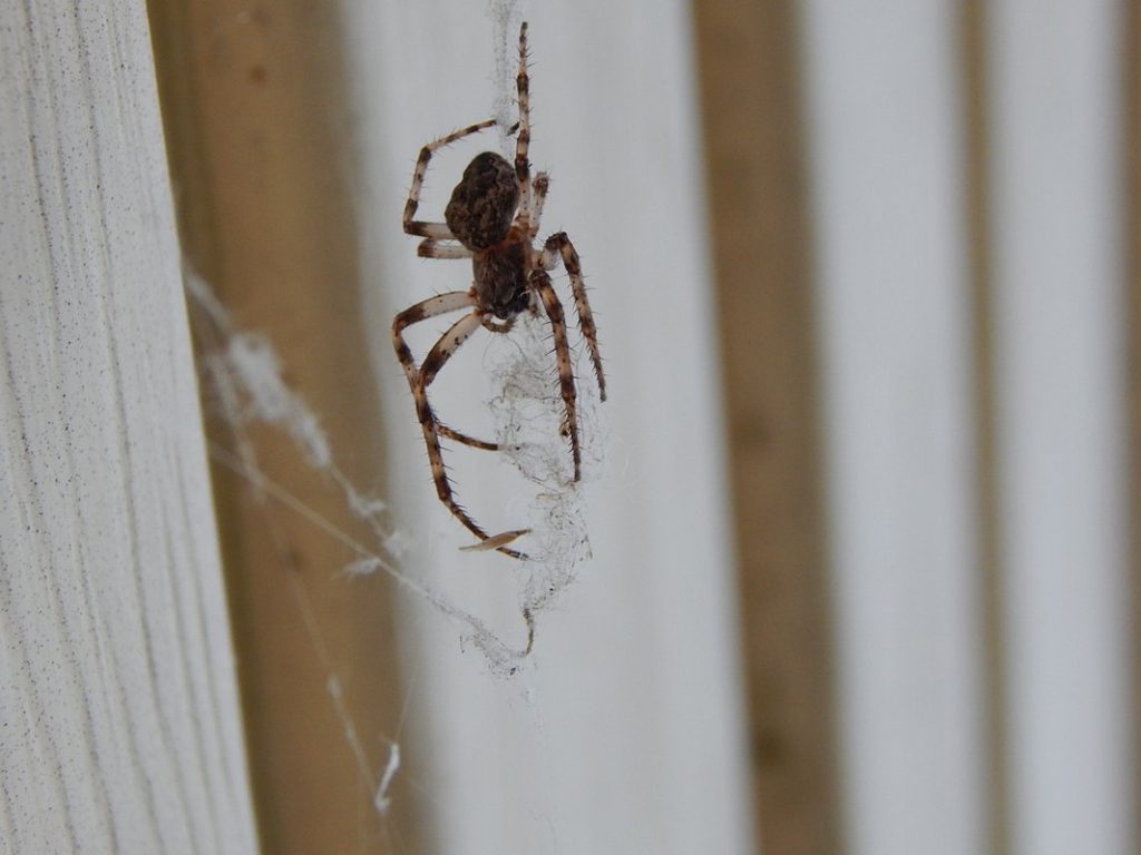 Как избавиться от пауков на балконе