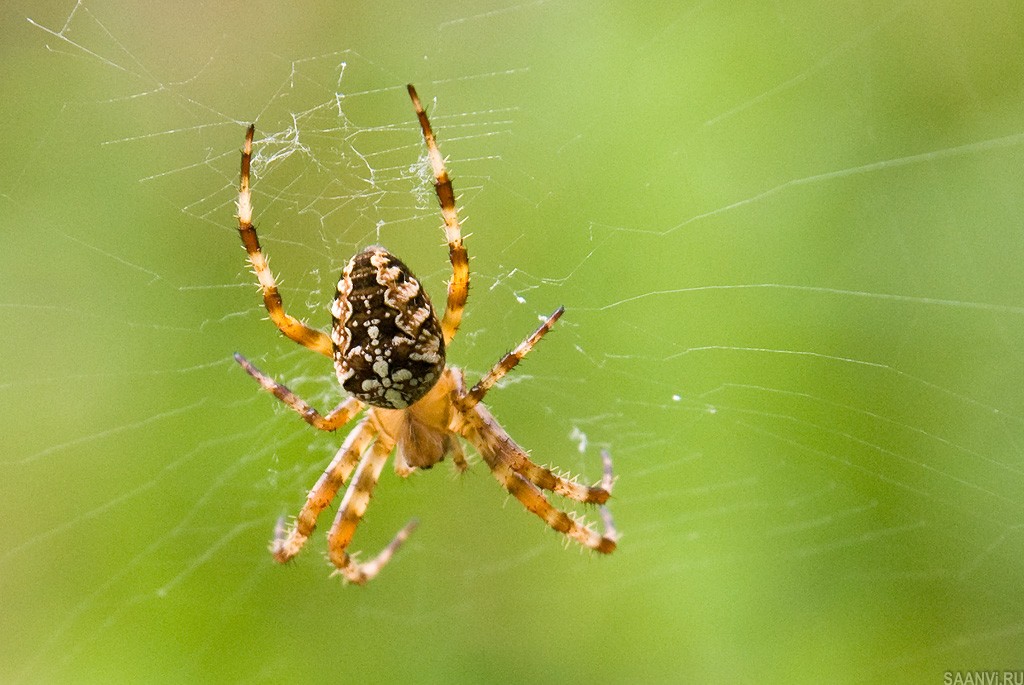Как избавиться от пауков на даче