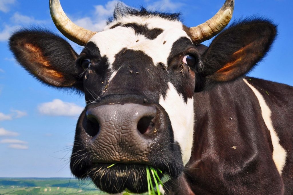 как назвать корову