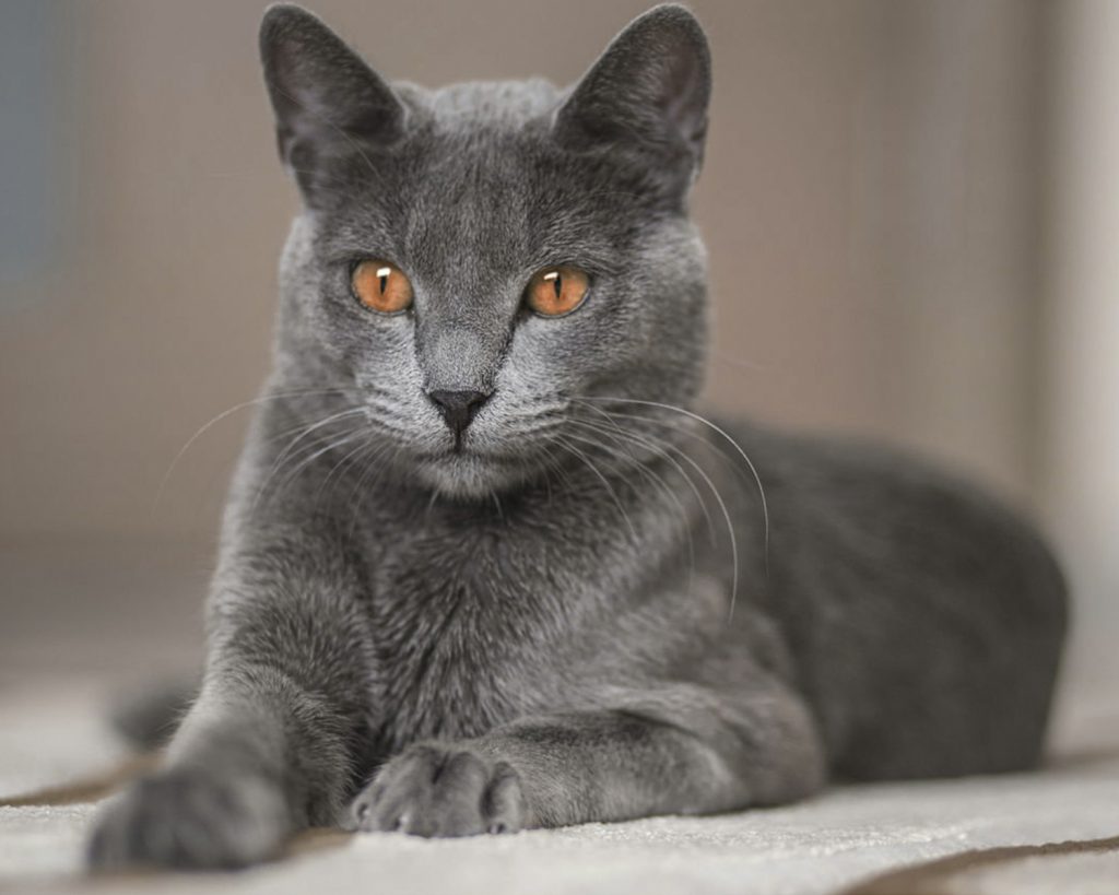 голубая сибирская кошка