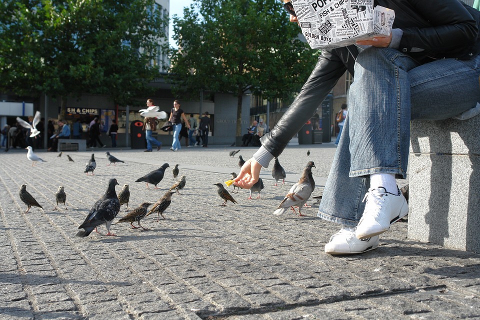Можно ли кормить голубей на улице