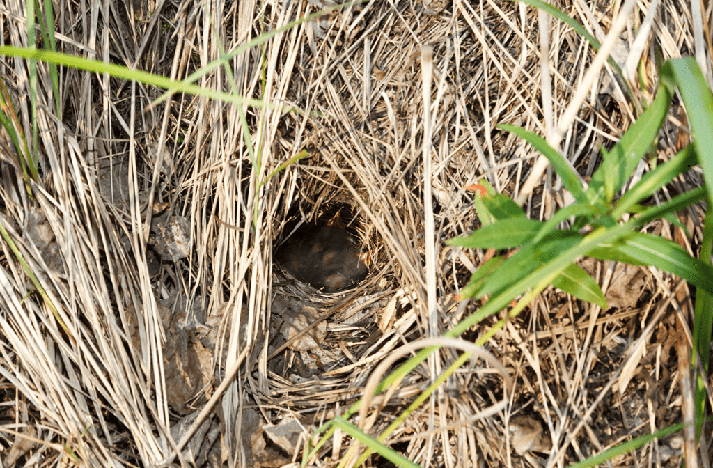 соловьиное гнездо
